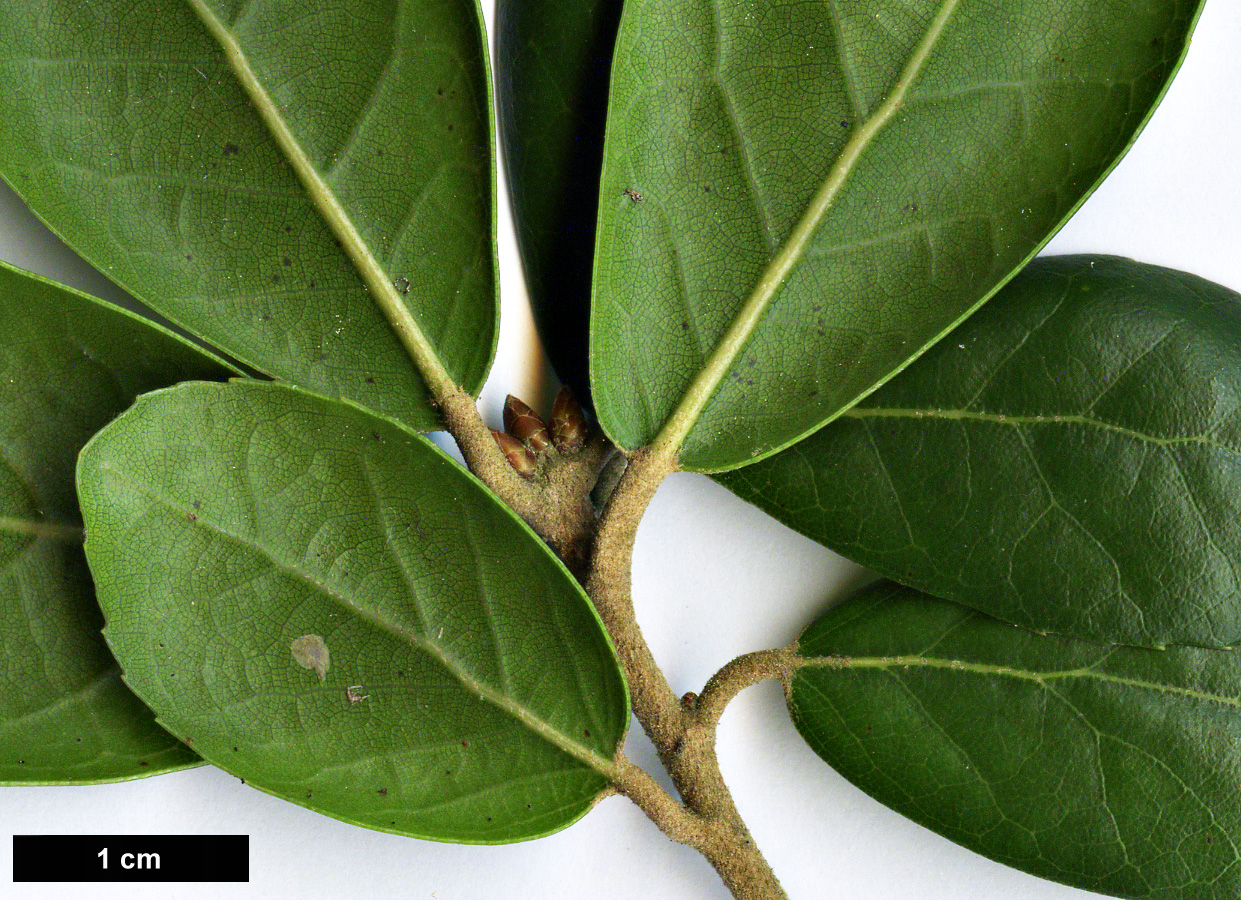 High resolution image: Family: Fagaceae - Genus: Quercus - Taxon: phillyreoides - SpeciesSub: 'Emerald Sentinel'